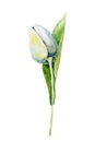 Spring tulip flower. Hand drawn watercolor illustration close up isolated on white background. Design for cards, covers,