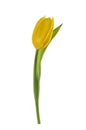 Spring tulip flower isolated without shadow clipping path Royalty Free Stock Photo