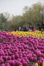 Tulip Flower Show
