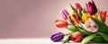 Spring tulip flowers on clean background. Greeting for Women's Day or Mother's Day or Spring Sale Banner. Place