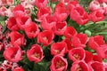 Spring Tulip Flowers - Field of Tulip Flovers on a Spring Festival