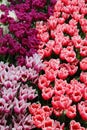 Spring Tulip Flowers - Field of Tulip Flovers on a Spring Festival