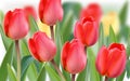 Spring tulip flowers field Vector realistic banner templates. Season backgrounds Royalty Free Stock Photo