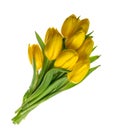 Spring tulip flowers isolated without shadow clipping path Royalty Free Stock Photo