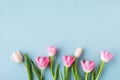 Spring tulip flowers on pastel blue background top view. Greeting card for International Women Day, Mother day. Royalty Free Stock Photo