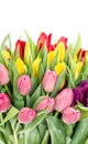 Spring tulip flowers Red pink yellow Royalty Free Stock Photo