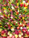 Spring tulip flowers red pink yellow Nature background Royalty Free Stock Photo