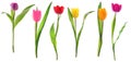 Spring tulip flowers in a row isolated on white Royalty Free Stock Photo