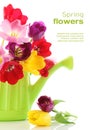 Jar tulipán kvety v zalievanie môcť 