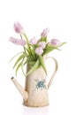 Spring tulip flowers in a watering can Royalty Free Stock Photo