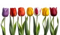 Spring tulip flowers on white background. AI Generated