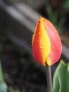 Spring tulip in full bloom Royalty Free Stock Photo