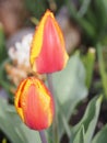 Spring tulip in full bloom Royalty Free Stock Photo