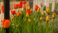 Spring Tulip Garden In Morning Sun Royalty Free Stock Photo