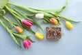 Spring Tulip on purple background Royalty Free Stock Photo