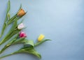 Spring Tulip on purple background Royalty Free Stock Photo