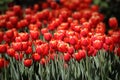 Spring tulip Royalty Free Stock Photo