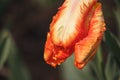 Spring tulip with water droplets Royalty Free Stock Photo