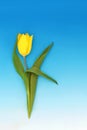 Spring Tulip Yellow Flower Minimal Composition