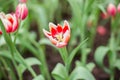 Pink tulips in pastel coral tints at blurry background