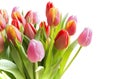 Spring tulips Royalty Free Stock Photo