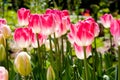 Spring tulips