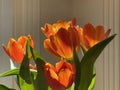 Spring tulips in afternoon sunshine