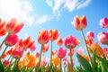 Spring tulips against blue sky at sunny day Royalty Free Stock Photo