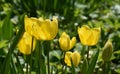 Spring tulips