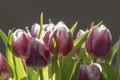 Spring tulips in backlight
