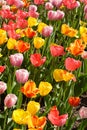 Spring Tulips in Bloom