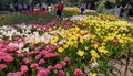 Spring tulips bloom in brilliant colors at Descanso Gardens near Los Angeles.