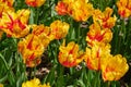 Spring Tulips in bloom