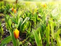 Spring tulips, bright sun with light, rays, glare, macro, blurred background for your text. Stock photography