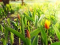 Spring tulips came up, illuminated by bright sunlight, rays, glare, macro, blurred background for your text. Stock