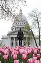 Spring Tulips at the Capitol