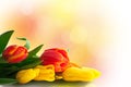 Spring Tulips on Colored Bokeh Background