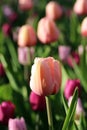 Spring tulips