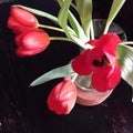 Spring Tulips