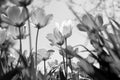 Spring tulips in the park, black and white