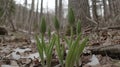 Spring tulips emerging, forest floor, snow, nature Royalty Free Stock Photo