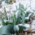 Easter Tulips Emerging Through Fresh Spring Snow