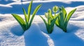 Spring tulips emerging from snow, garden, sunlight Royalty Free Stock Photo