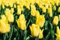 Spring tulips in the field,nature background, close-up Royalty Free Stock Photo