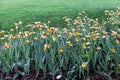 Spring tulips flowers in green grass Royalty Free Stock Photo