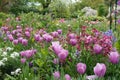 Pink tulips at the Garden of Monet in Giverny