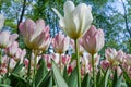 Spring tulips in full bloom in the Park. Royalty Free Stock Photo