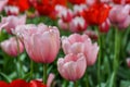 Spring tulips in full bloom in the Park. Royalty Free Stock Photo