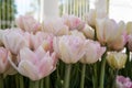 Spring tulips in full bloom in the Park. Royalty Free Stock Photo