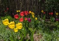 Spring tulips in the garden Royalty Free Stock Photo